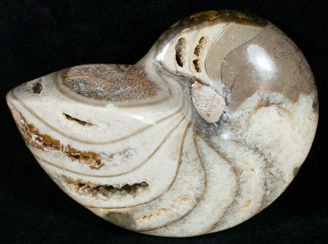 Polished Nautilus From Khenifra, Morocco #11908
